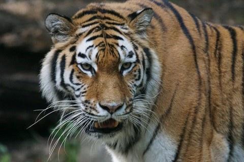 Okrutna prawda o tygrysich świątyniach w Tajlandii