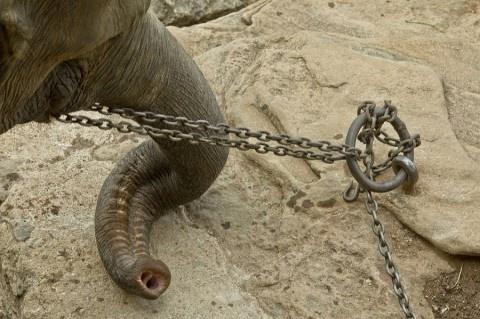 Życie w łańcuchach - los słoni w indyjskich świątyniach