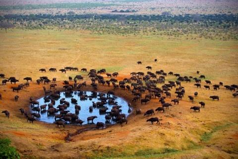 Obejrzyj na żywo wielką migrację zwierząt w Afryce!