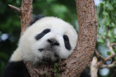 23 maleńkie pandy można już oglądać w Chinach