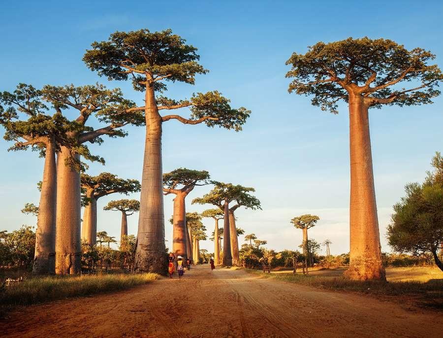 Kiedy lecieć na Madagaskar?