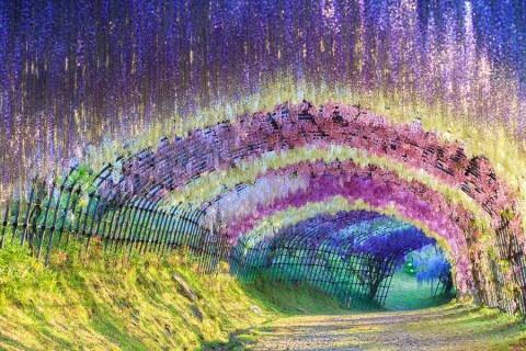 Rzuć wszystko i zobacz magiczny tunel z kwiatów w Japonii