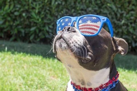 Boston-Terrier-Dog-Looking-Cute-in-Stars-and-Stripes-Flag-Sunglasses-USA-fajny-pies-shutterstock_374863090
