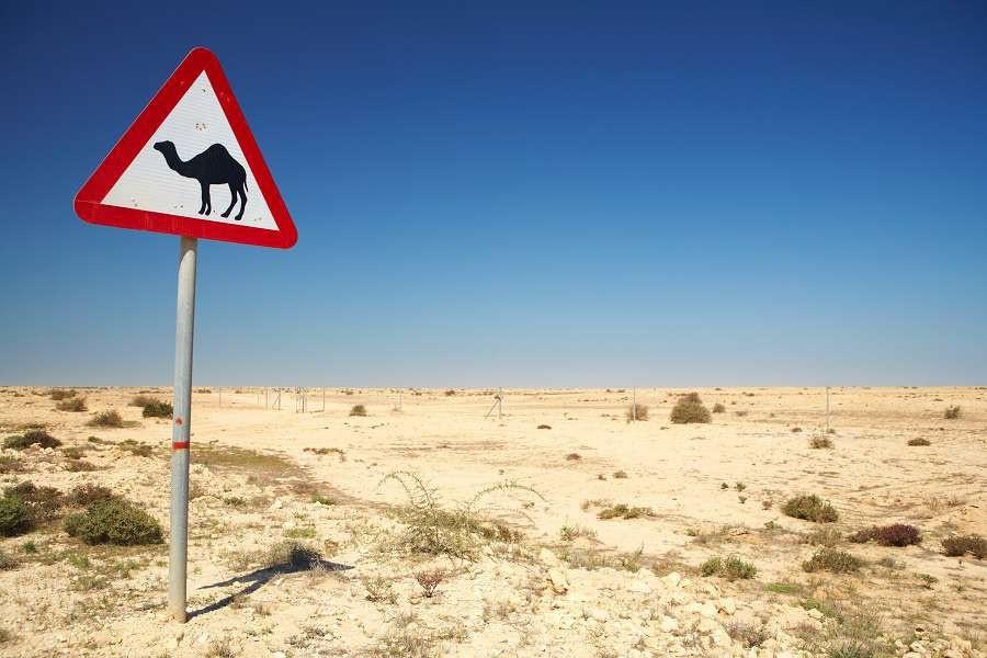 qatar-camel-sign-shutterstock_11631829