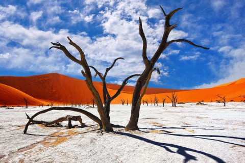 Dead-Camelthorn-Trees-against-red-dunes-and-blue-sky-in-Deadvlei-Sossusvlei.-Namib-Naukluft-National-Park-Namibia-Africa-shutterstock_437288254