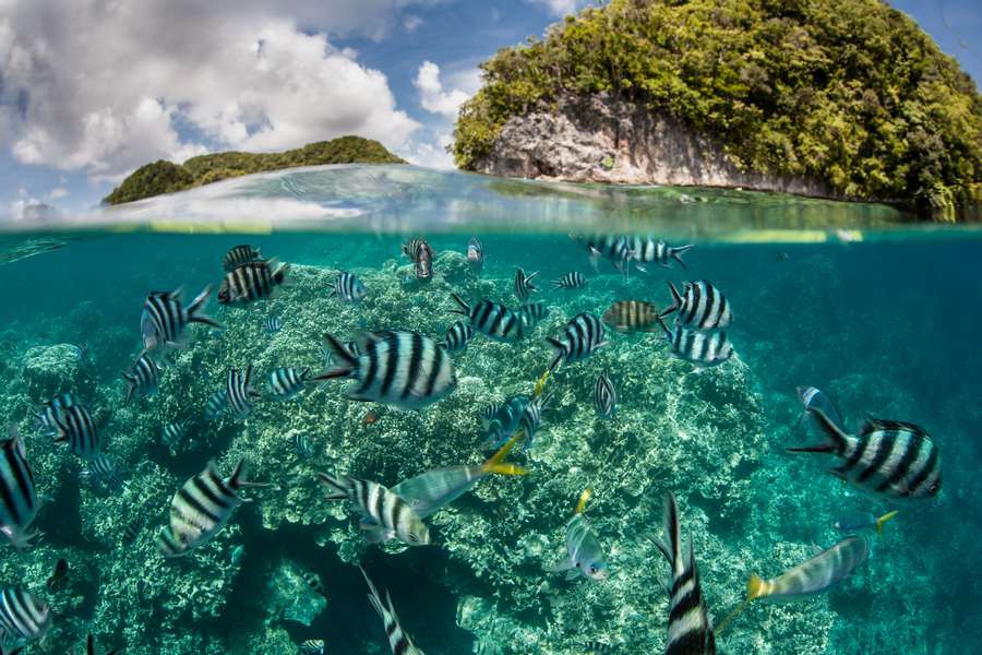 Damselfish-swim-in-shallow-water-in-Palaus-inner-lagoon-Mikronezja-Oceania-shutterstock_255796441