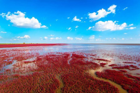 The-Red-Beach-located-in-the-Liaohe-Delta-some-30km-near-Panjin-City-Liaoning-Ch-shutterstock_619559249