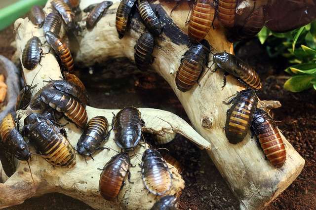 Odkryto ponad 100 karaluchów na pokładzie samolotu