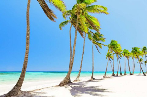 Coconut-Palm-trees-on-white-sandy-beach-in-Cap-Cana-Dominican-Republic-shutterstock_569050498