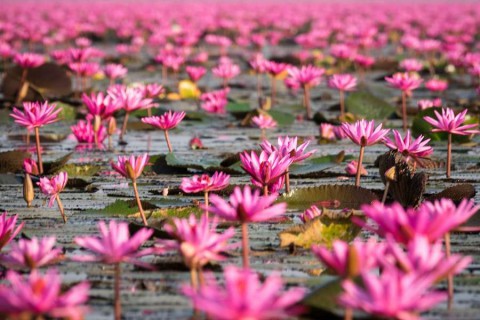 Nie możesz tego przegapić! Jezioro w Tajlandii zabarwiło się na różowo