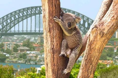 Cute-Koala-in-Sydney-Australia-shutterstock_205277002