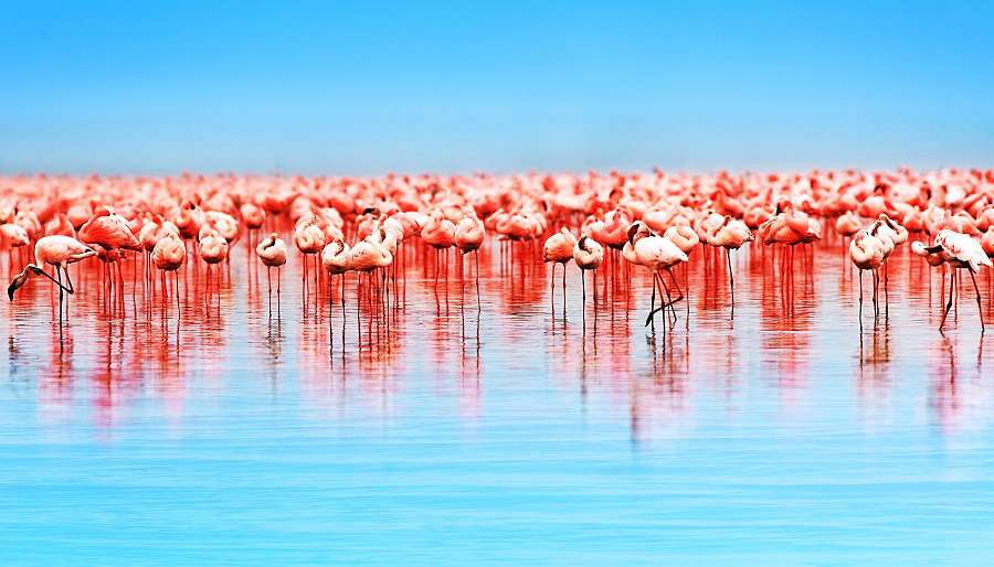 kurort-na-bahamach-zaplaci-ci-za-opieke-nad-flamingami