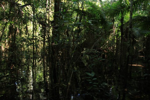 Amazońska dżungla w Peru (region Madre de Dios)