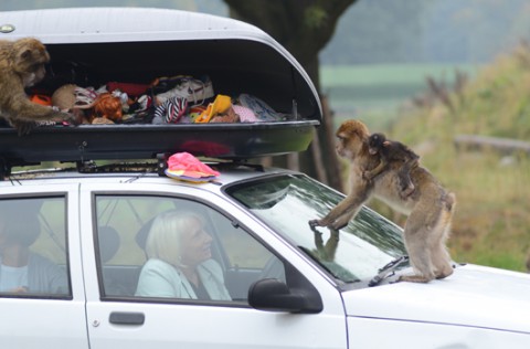 Ruszyło małpie safari w szkockim parku