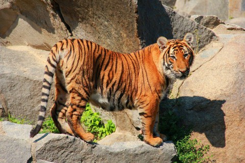 Dobre wieści! Populacja tygrysów zwiększyła się po raz pierwszy od 100 lat
