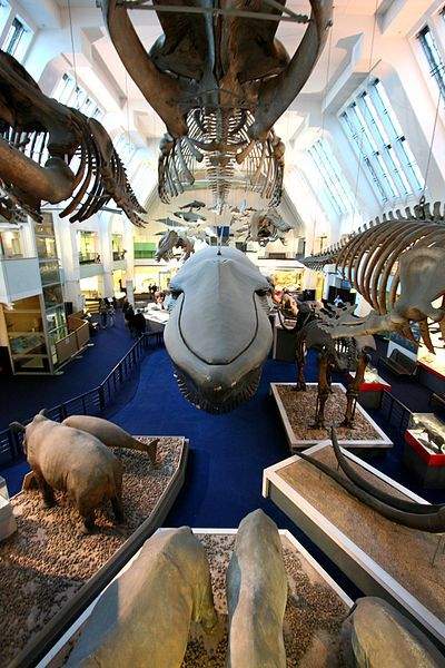 b2ap3_thumbnail_400px-Large_Mammal_Room.jpg
