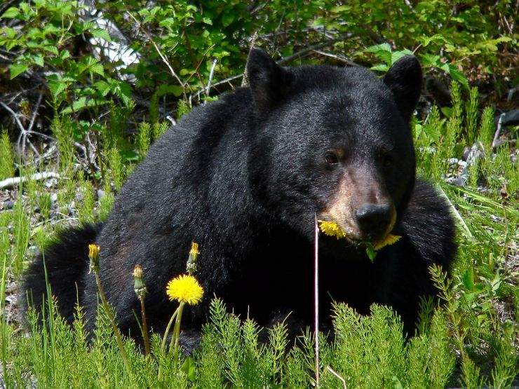 b2ap3_thumbnail_black-bear-750091_1280.jpg