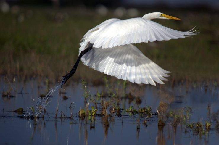 b2ap3_thumbnail_great-egret-599205_1280.jpg