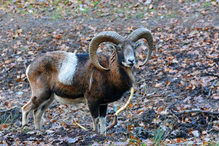 b2ap3_thumbnail_mouflon-614733_1280.jpg