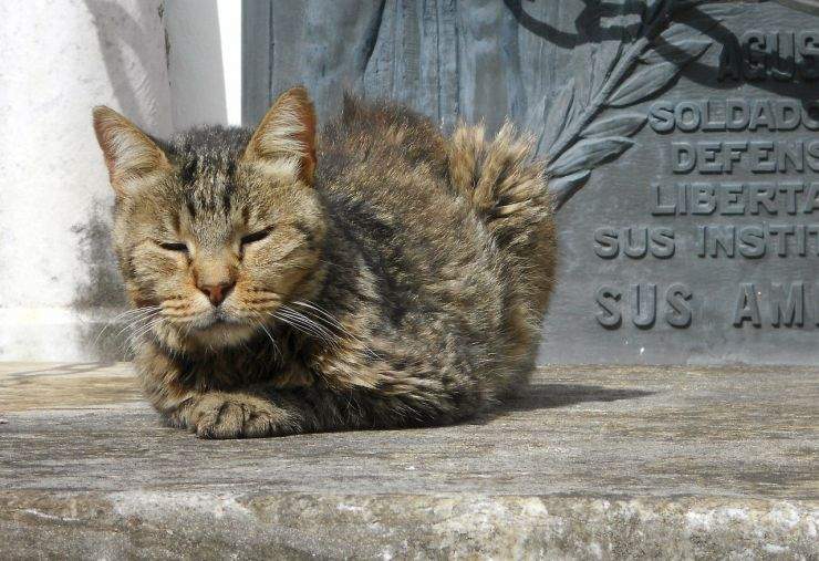 b2ap3_thumbnail_cat-402087_1280.jpg