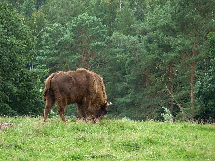 b2ap3_thumbnail_mecklenburg-vorpommern-52867_1280.jpg