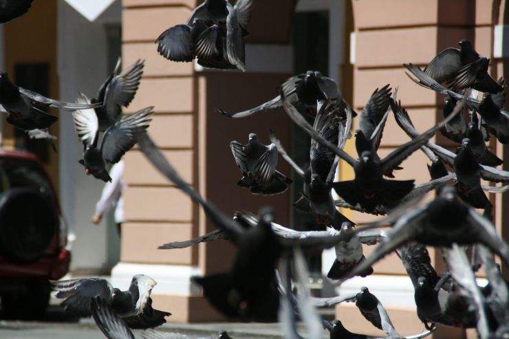 b2ap3_thumbnail_pigeons-198273_1280.jpg