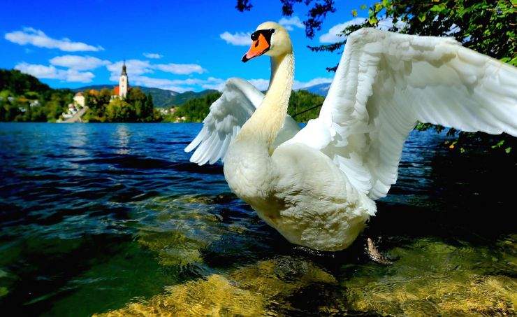 b2ap3_thumbnail_swan-694887_1280.jpg