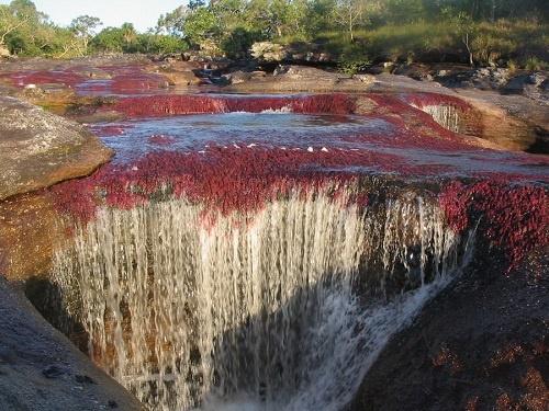 Cano Cristales, rzeka pięciu kolorów