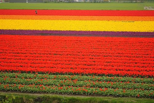 holandia, tulipany