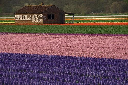 holandia, tulipany