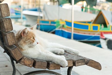 Malta, Malta