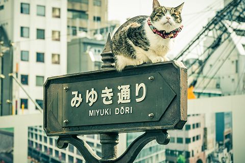 Tokio, Japonia