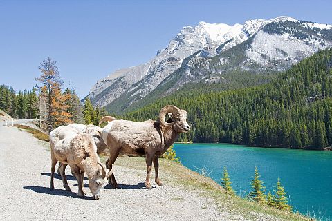 Kanada