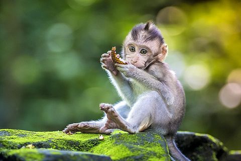 Bali, Indonezja