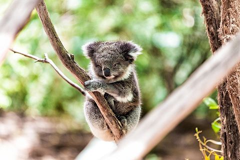 Australia