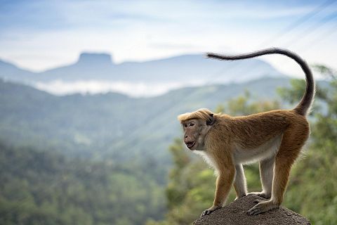 Sri Lanka