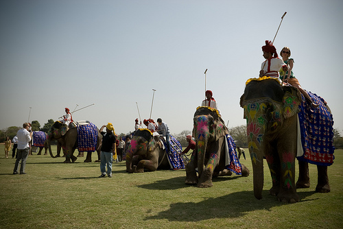 Polo-elephant Polo-elephant
